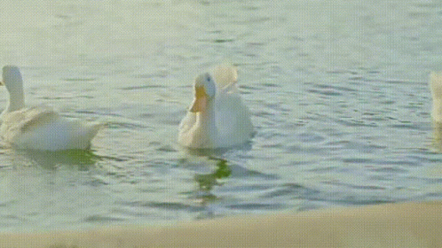 a pair of ducks floating next to each other