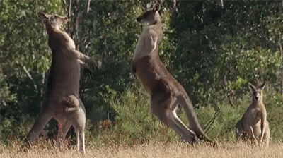 two big kangaroos jumping up in the air
