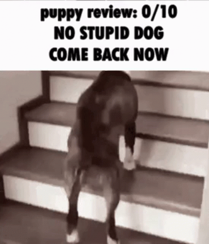 the image shows a puppy sitting on stairs