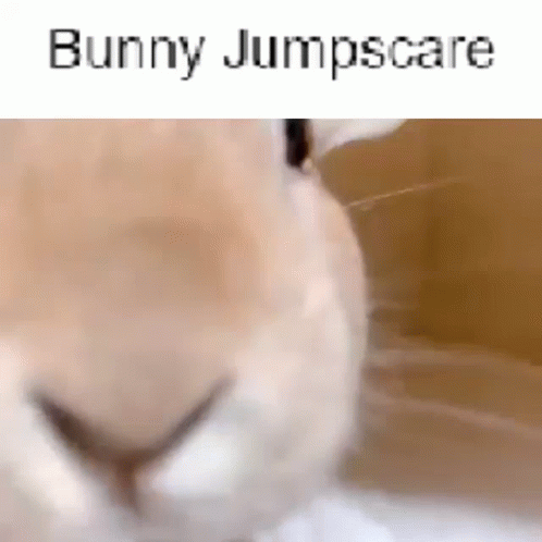 a blurry image of a cat with the words bunny jumpscaree over it's head