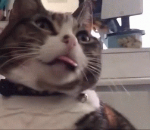 there is a cat that has its mouth open