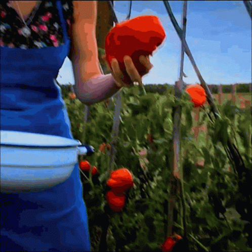 a person wearing blue gloves is picking blue flowers