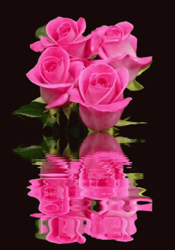 a group of purple roses on a black background