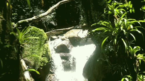 a waterfall running through a jungle filled with trees