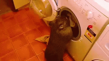a cat sitting in a toilet next to a washing machine