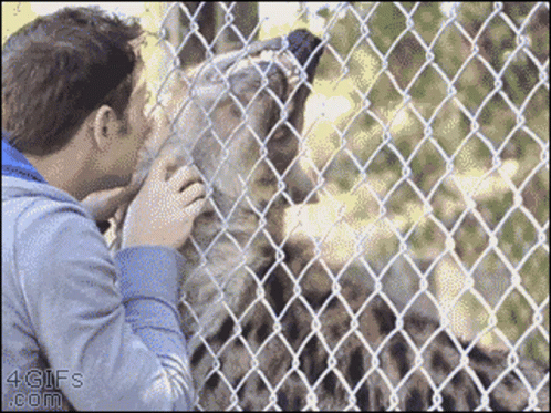 man in a tan jacket touching a striped cat's face behind a chain link fence