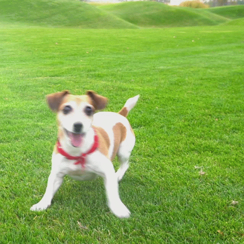 a blue and white dog standing in a grassy area