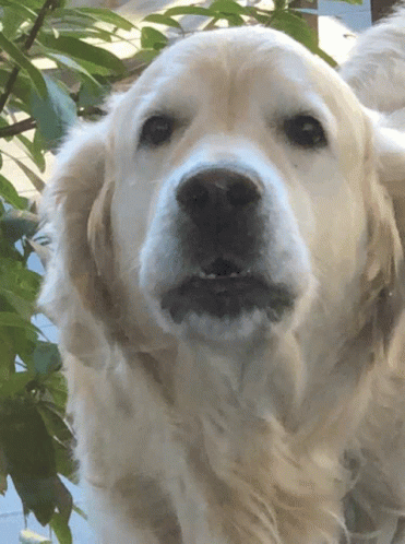 a big white dog is looking forward at the camera