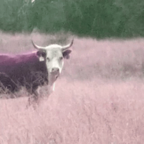 a black and white bull is walking through tall grass