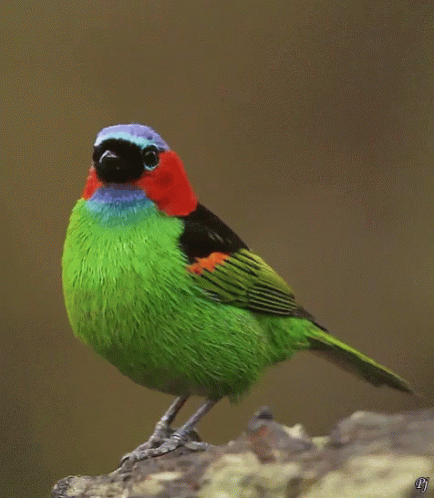 a colorful bird sitting on top of rock