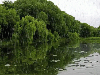 a lush green forest is reflected in the water