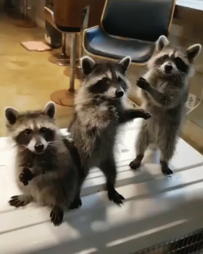 three raccons standing on a ledge in an auditorium