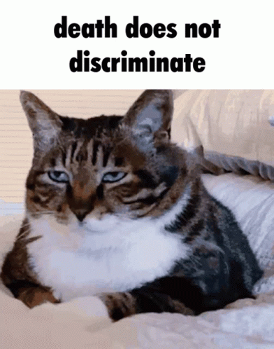 an image of a cat lying in bed with the caption'it does not discriminate '