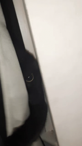 cat peeking out through the blinds of an open toilet