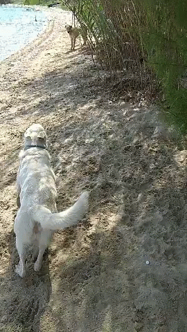 a dog running along a path in the mud