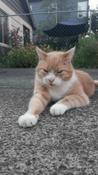 a cat with its eyes closed sitting on a paved street