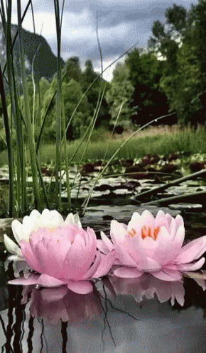 two purple water lilies floating in a pond