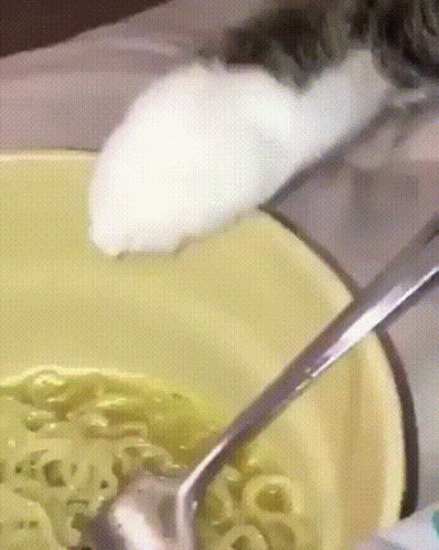 the black and white cat is sticking it's nose into a bowl of cereal