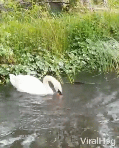 a white swan swimming in a pond surrounded by vegetation
