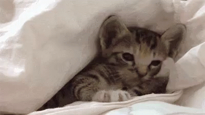 a kitten hiding behind a white blanket, poking its head out