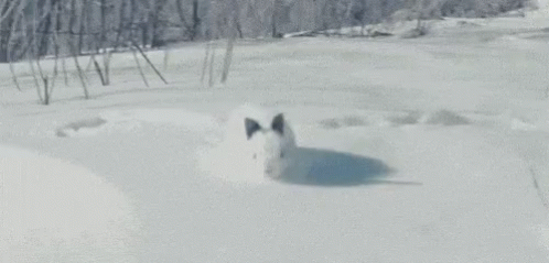 a white fox in the snow looking at its own