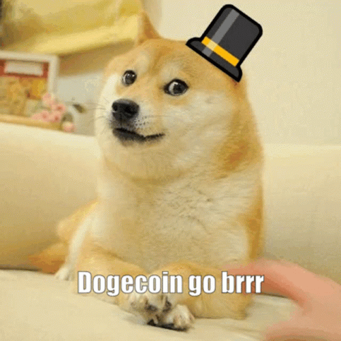 doge on a couch with a funny hat on top of his head