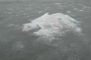 there is a white polar bear floating on the water