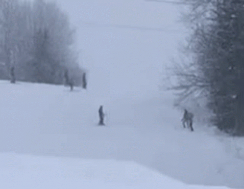 a black and white po shows several skiers skiing down the hill