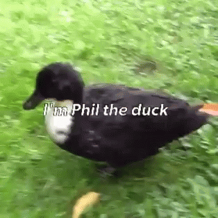 a black duck with a white spot on its nose walking on some grass