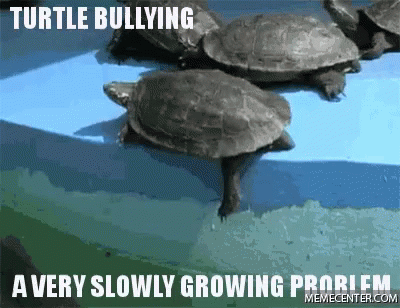 three turtles are sitting next to each other on the ground