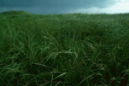 an animal walking across a grass covered field