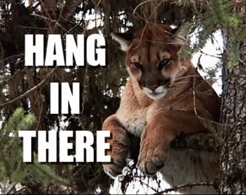 there is an image of a cat perched in a tree
