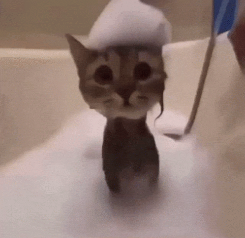 a gray cat with a white hat sitting in a bathtub