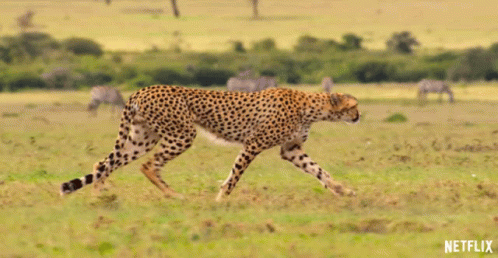 a cheetah that is running through some grass