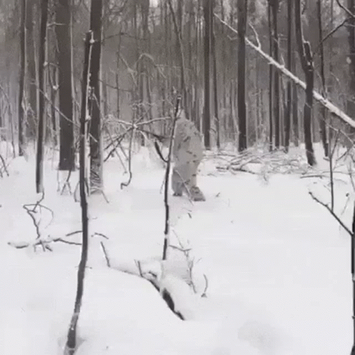 the snow is piled up in the woods