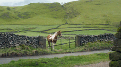 a horse standing behind a wooden fence