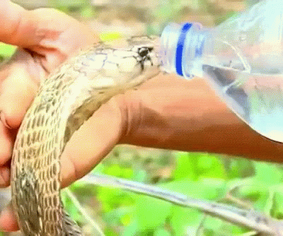 a hand in gloves is spraying a beverage into a snake's arm