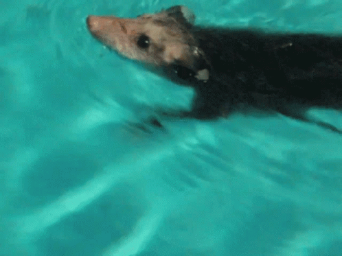 a very small animal that is in some water