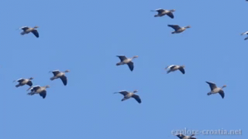 a group of birds flying through the sky