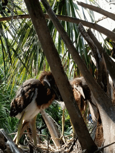 two birds walk through some palm trees next to bushes