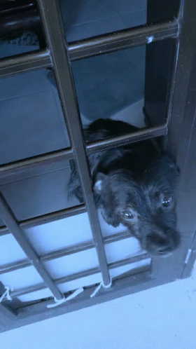 there is a dog that is hanging inside a cage