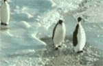 three penguins walking on water near ice