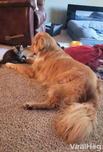 a dog laying on the floor with a kitten