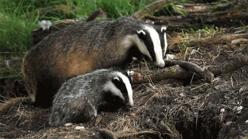 two badgers in the woods one is rubbing against another