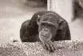 monkey looking over wall with man on camera