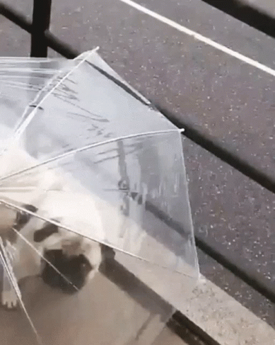 a person under an umbrella with a dog