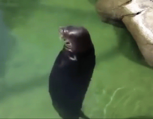 a black seal is looking up at the water