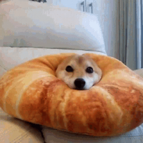 a dog sits in a pillow on a bed