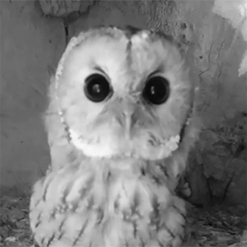 an owl with huge eyes is shown in this po