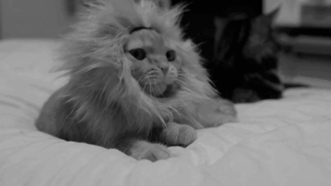 an angry cat sitting on a bed in a bedroom